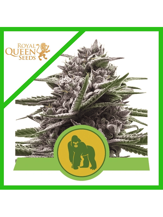 ROYAL GORILLA USA PREMIUM AUTO X3-ROYAL QUEEN 1