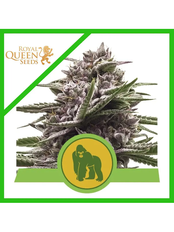 Royal Gorilla Usa Premium Auto X3-Royal Queen 1