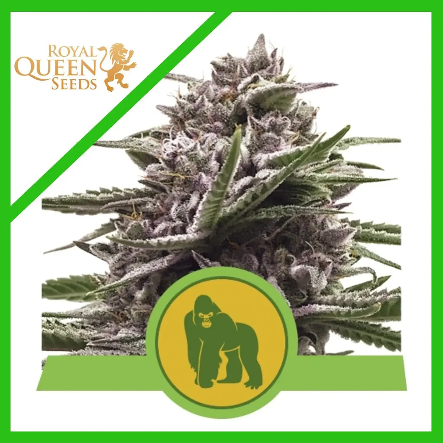 Royal Gorilla Usa Premium Auto X3-Royal Queen 1