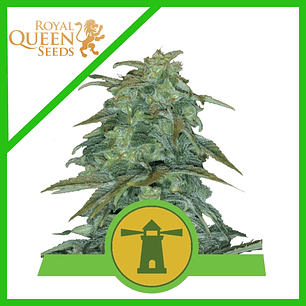 ROYAL HAZE AUTO X3-ROYAL QUEEN