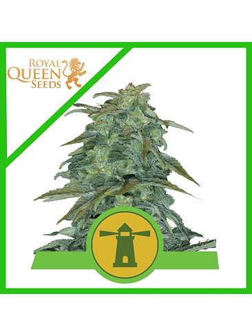 ROYAL HAZE AUTO X3-ROYAL QUEEN 1