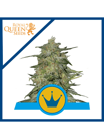 ROYAL HIGHNESS CBD FEM X3-ROYAL QUEEN 1