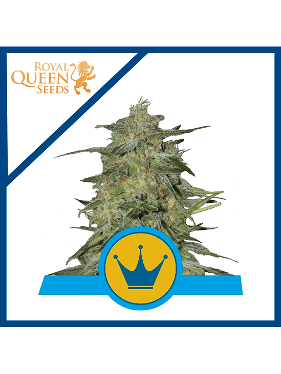 ROYAL HIGHNESS CBD FEM X3-ROYAL QUEEN 1