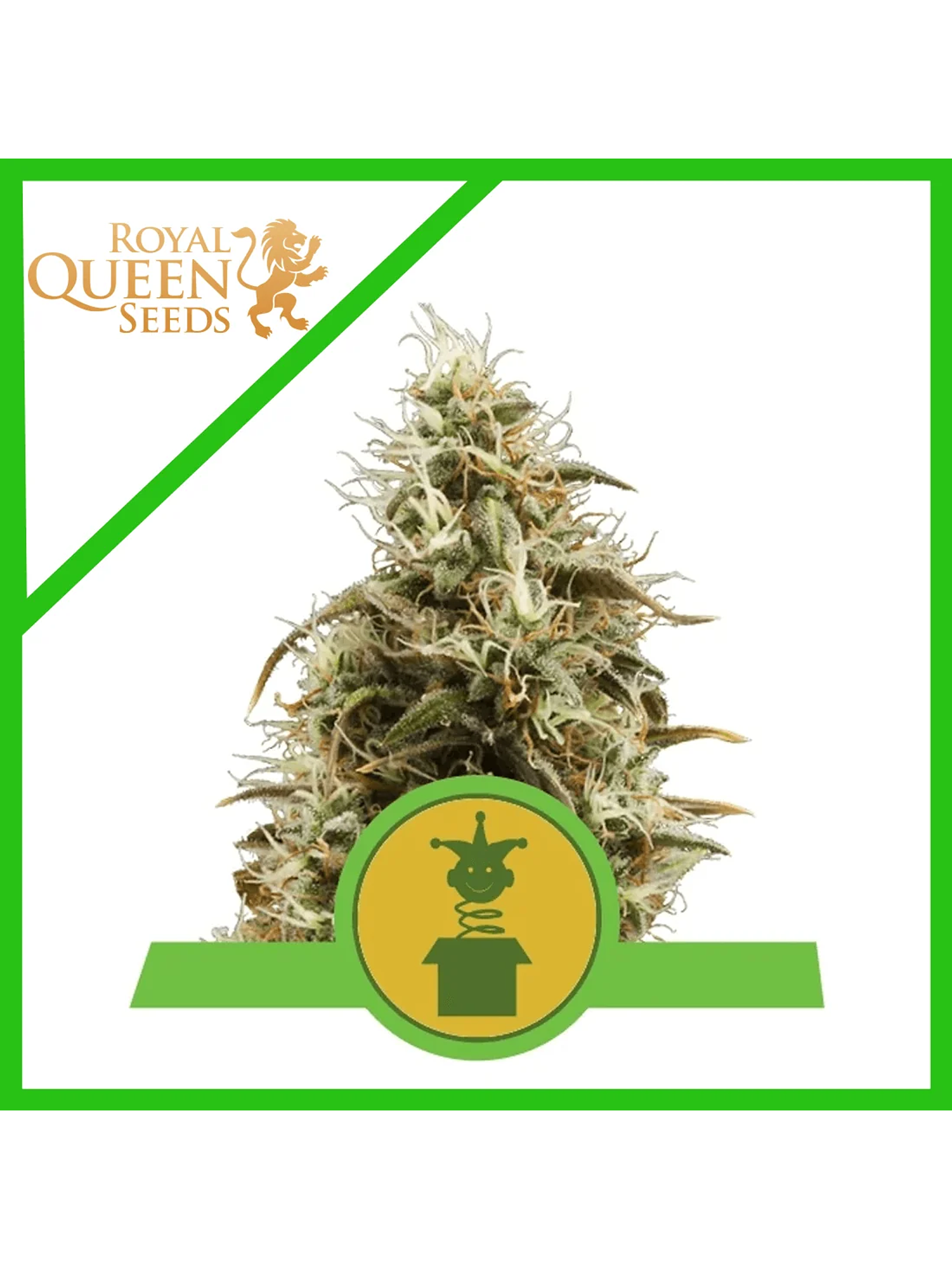 Royal Jack Auto X3-Royal Queen 1