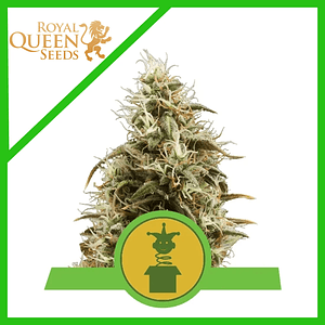 Royal Jack Auto X3-Royal Queen