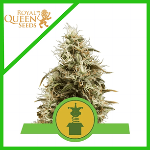 ROYAL JACK AUTO X3-ROYAL QUEEN