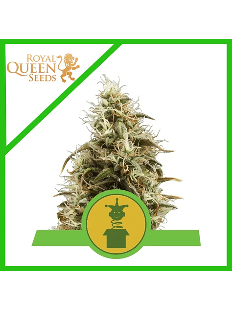 Royal Jack Auto X3-Royal Queen 1
