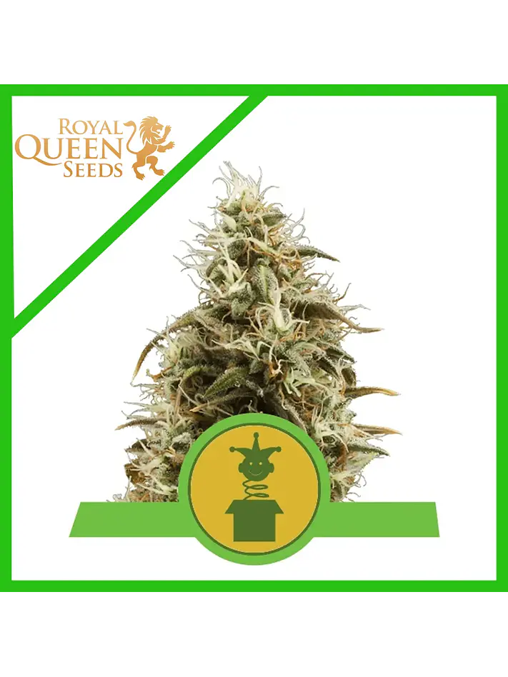 Royal Jack Auto X3-Royal Queen 1