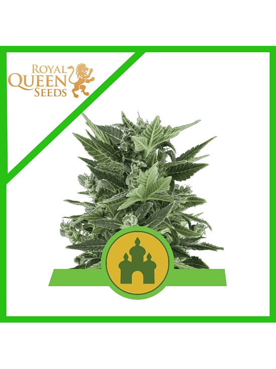 ROYAL KUSH AUTO X1-ROYAL QUEEN SEEDS 1
