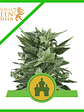 ROYAL KUSH AUTO X1-ROYAL QUEEN SEEDS - Miniatura 1
