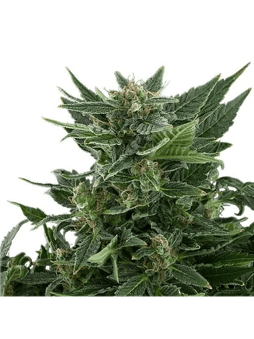 ROYAL KUSH AUTO X1-ROYAL QUEEN SEEDS 2