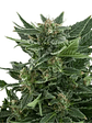 ROYAL KUSH AUTO X1-ROYAL QUEEN SEEDS - Miniatura 2
