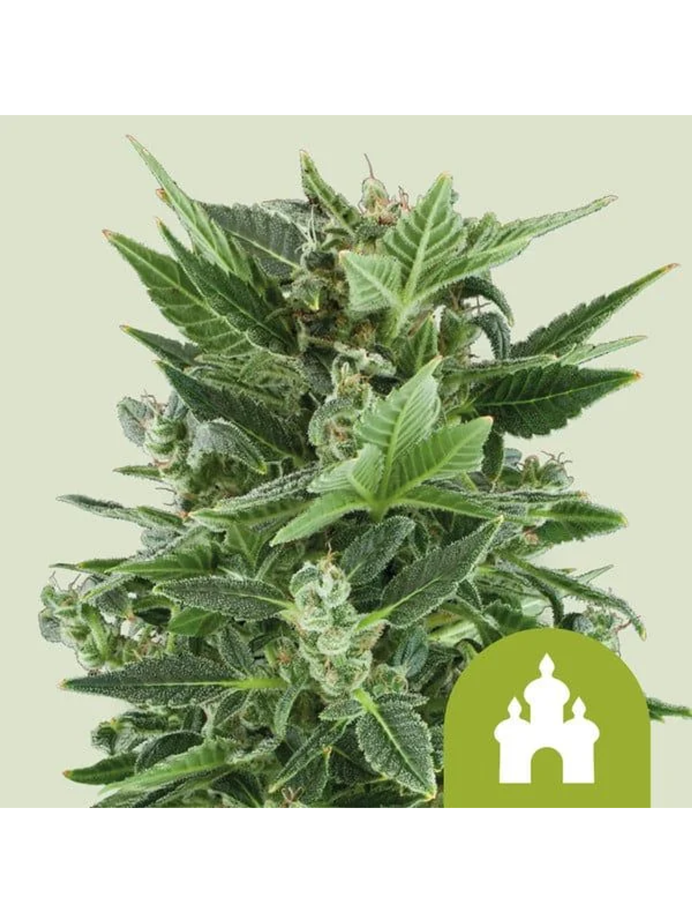 Royal Kush Auto -Royal Queen Seeds (X100/X10/X3/X1) 1