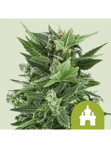 ROYAL KUSH AUTO X100-ROYAL QUEEN SEEDS 2