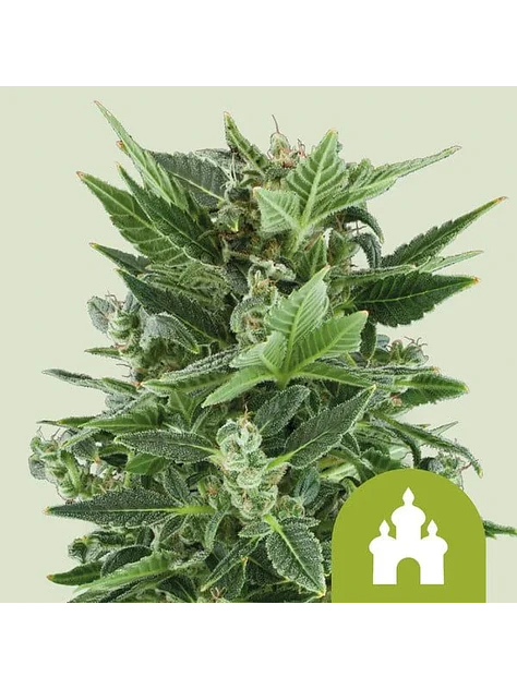 Royal Kush Auto -Royal Queen Seeds (X100/X10/X3/X1) 1