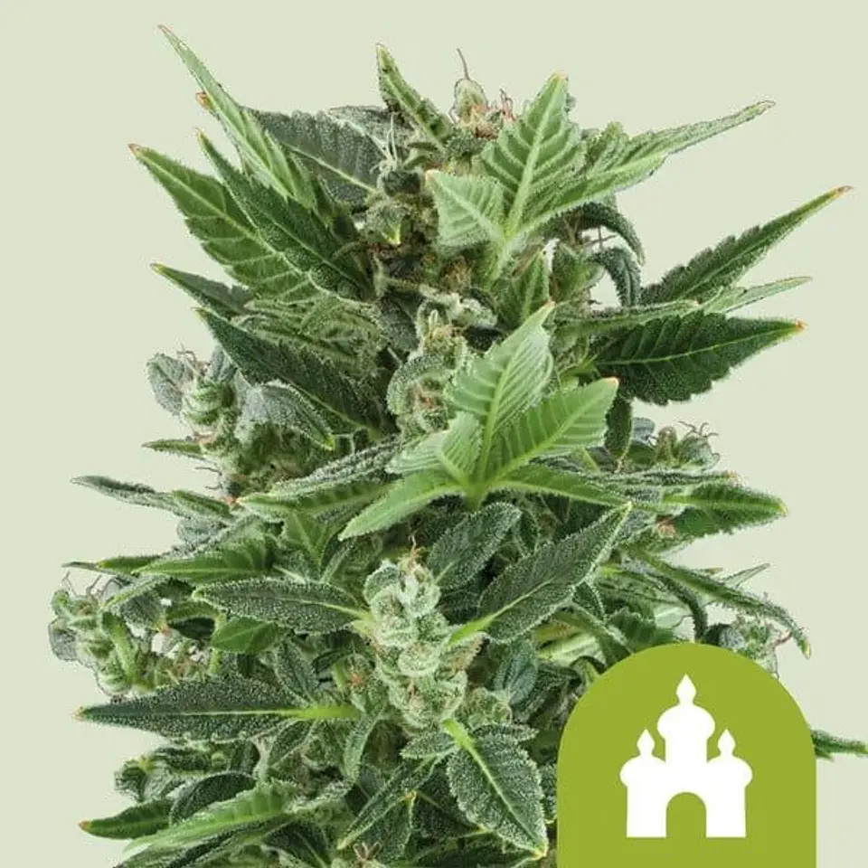 Royal Kush Auto -Royal Queen Seeds (X100/X10/X3/X1) 1