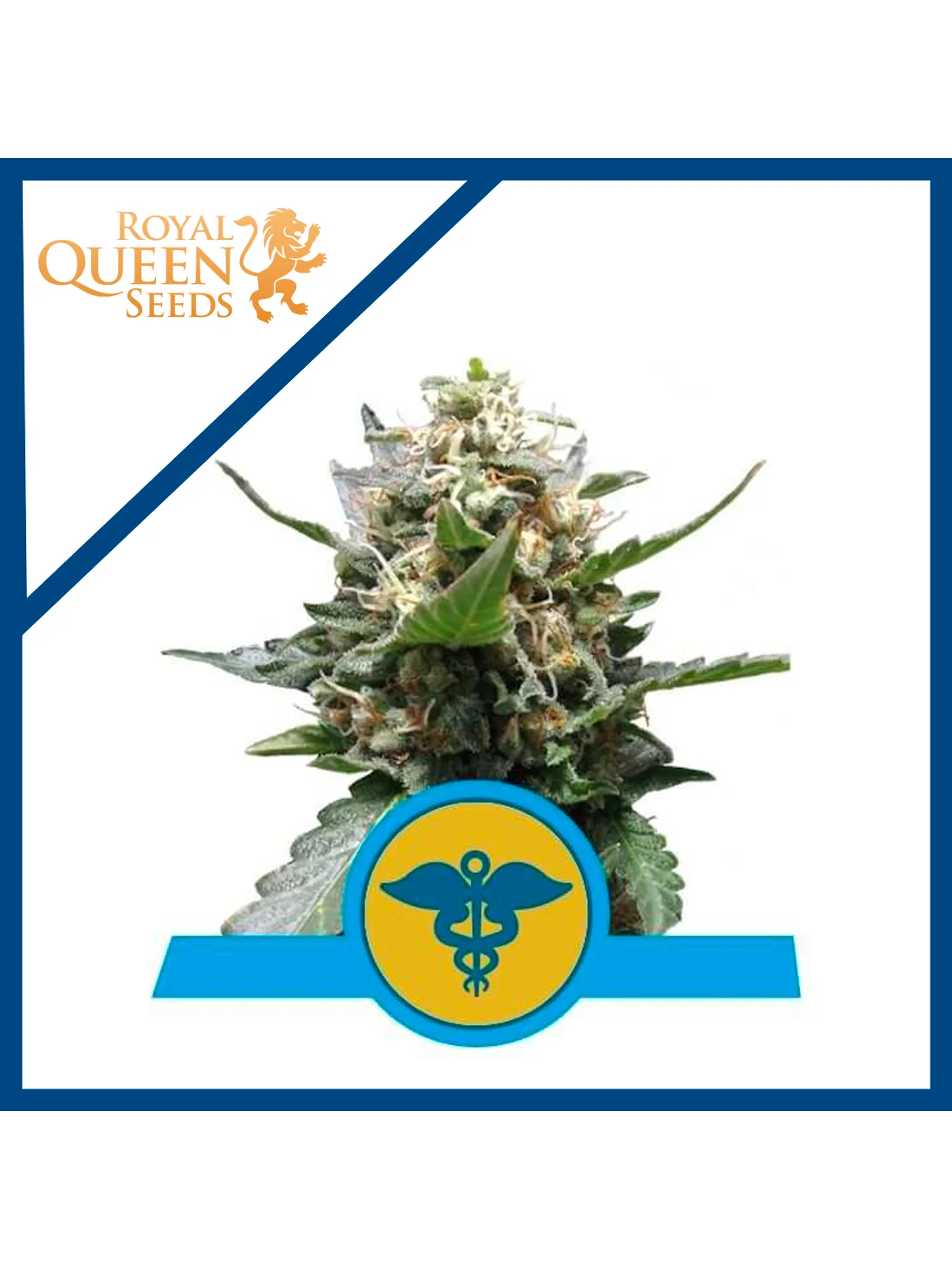 Royal Medic Cbd X3-Royal Queen Seeds 1