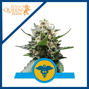 ROYAL MEDIC CBD X3-ROYAL QUEEN SEEDS