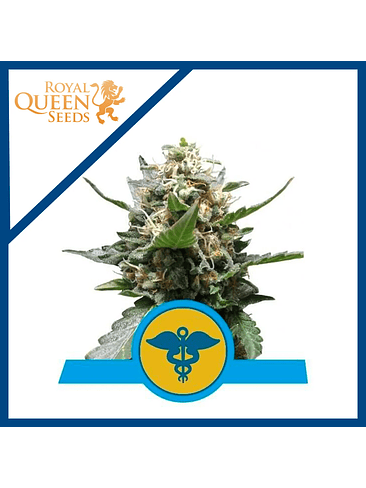 ROYAL MEDIC CBD X3-ROYAL QUEEN SEEDS 1