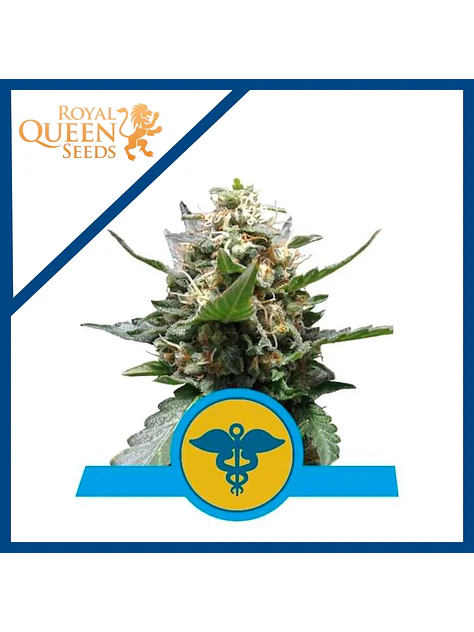 Royal Medic Cbd X3-Royal Queen Seeds 1