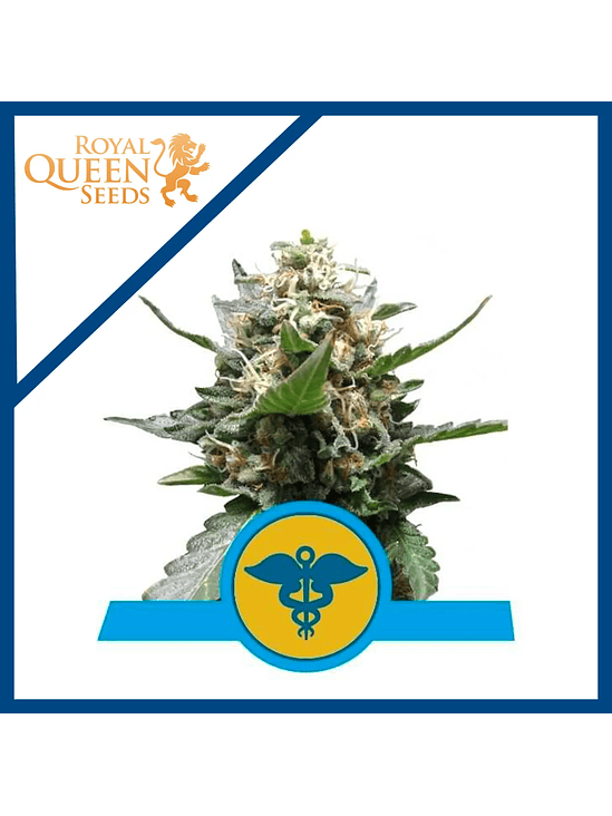 ROYAL MEDIC CBD X3-ROYAL QUEEN SEEDS 1