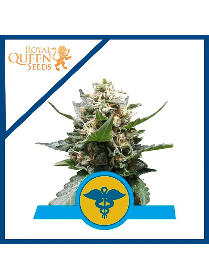 Royal Medic Cbd X3-Royal Queen Seeds 1