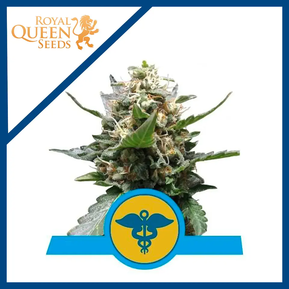 Royal Medic Cbd X3-Royal Queen Seeds 1