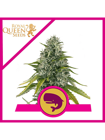 ROYAL MOBY FEM X1-ROYAL QUEEN SEEDS 1