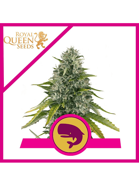 ROYAL MOBY FEM X1-ROYAL QUEEN SEEDS 1