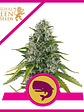 ROYAL MOBY FEM X1-ROYAL QUEEN SEEDS - Miniatura 1