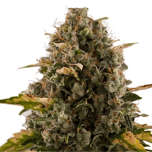 ROYAL MOBY FEM X1-ROYAL QUEEN SEEDS