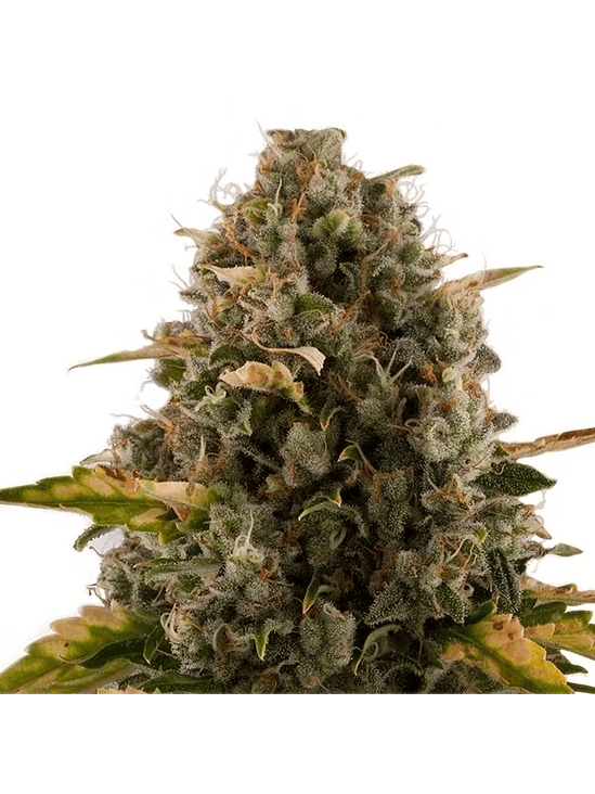 ROYAL MOBY FEM X1-ROYAL QUEEN SEEDS 2