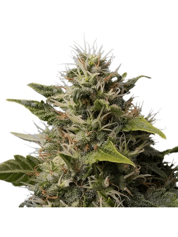 ROYAL MOBY FEM X1-ROYAL QUEEN SEEDS 3