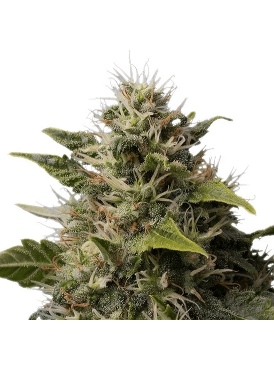 ROYAL MOBY FEM X1-ROYAL QUEEN SEEDS 3
