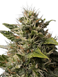 ROYAL MOBY FEM X1-ROYAL QUEEN SEEDS - Miniatura 3
