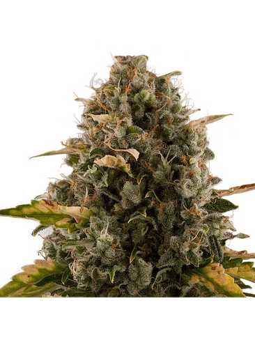 ROYAL MOBY FEM X3-ROYAL QUEEN 4