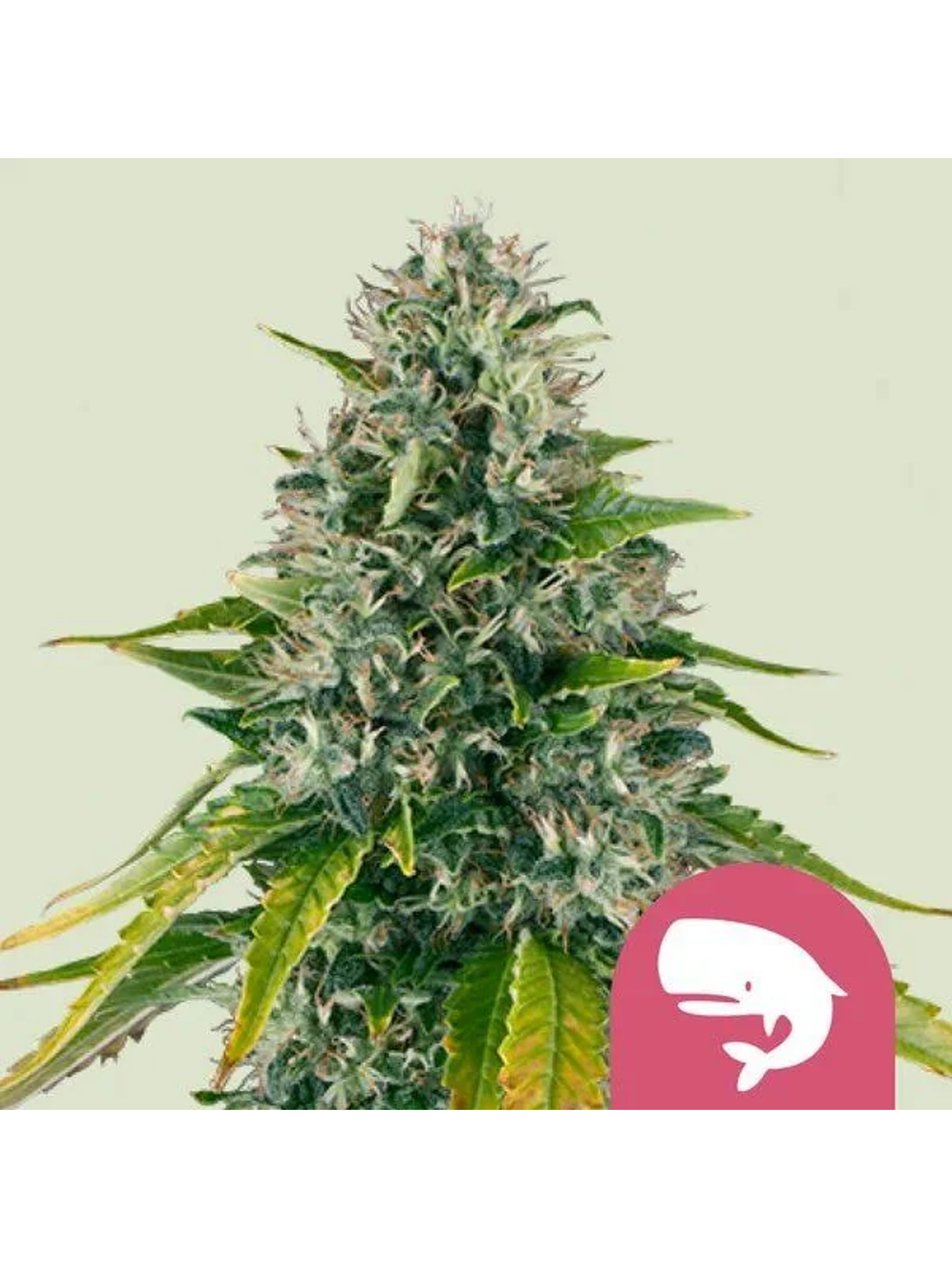 Royal Moby Fem -Royal Queen Seeds (X100/X3/X1) 1