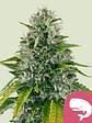 Royal Moby Fem X100-Royal Queen Seeds - Miniatura 1