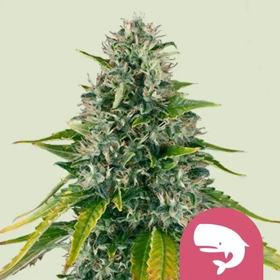Royal Moby Fem -Royal Queen Seeds (X100/X3/X1) 1