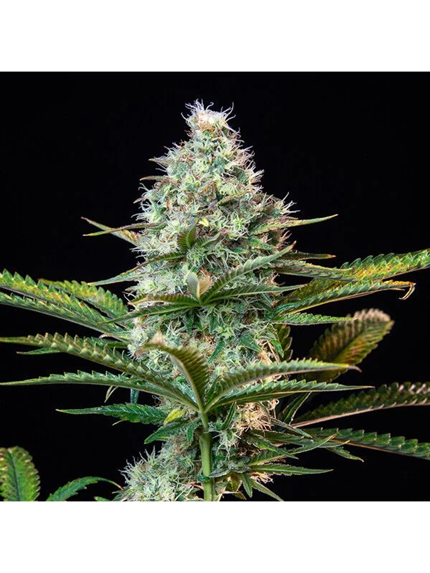 Royal Runtz Usa Premium Fem X3-Royal Queen 2