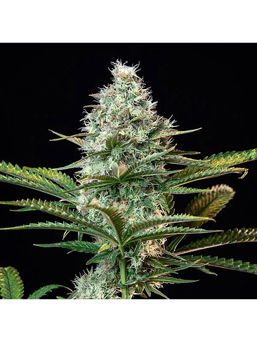 ROYAL RUNTZ USA PREMIUM FEM X3-ROYAL QUEEN 2