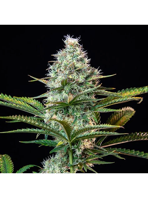 Royal Runtz Usa Premium Fem X3-Royal Queen 2