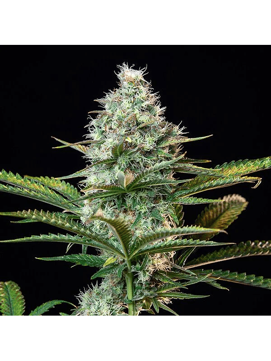 ROYAL RUNTZ USA PREMIUM FEM X3-ROYAL QUEEN 2