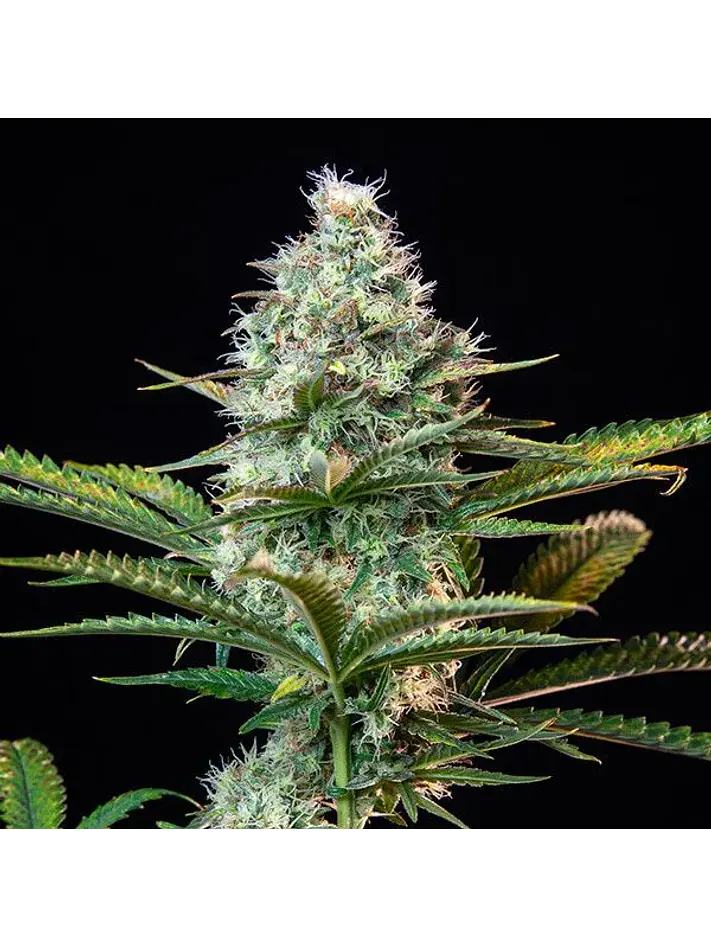 Royal Runtz Usa Premium Fem X3-Royal Queen 2