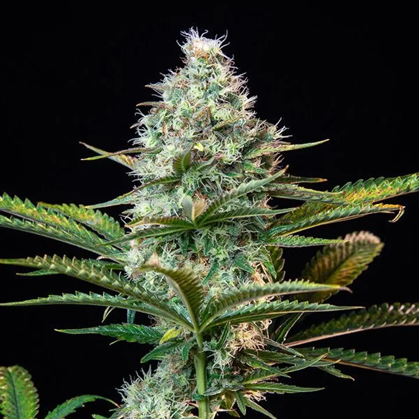 Royal Runtz Usa Premium Fem X3-Royal Queen 2