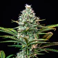 Royal Runtz Usa Premium Fem X3-Royal Queen - Miniatura 2