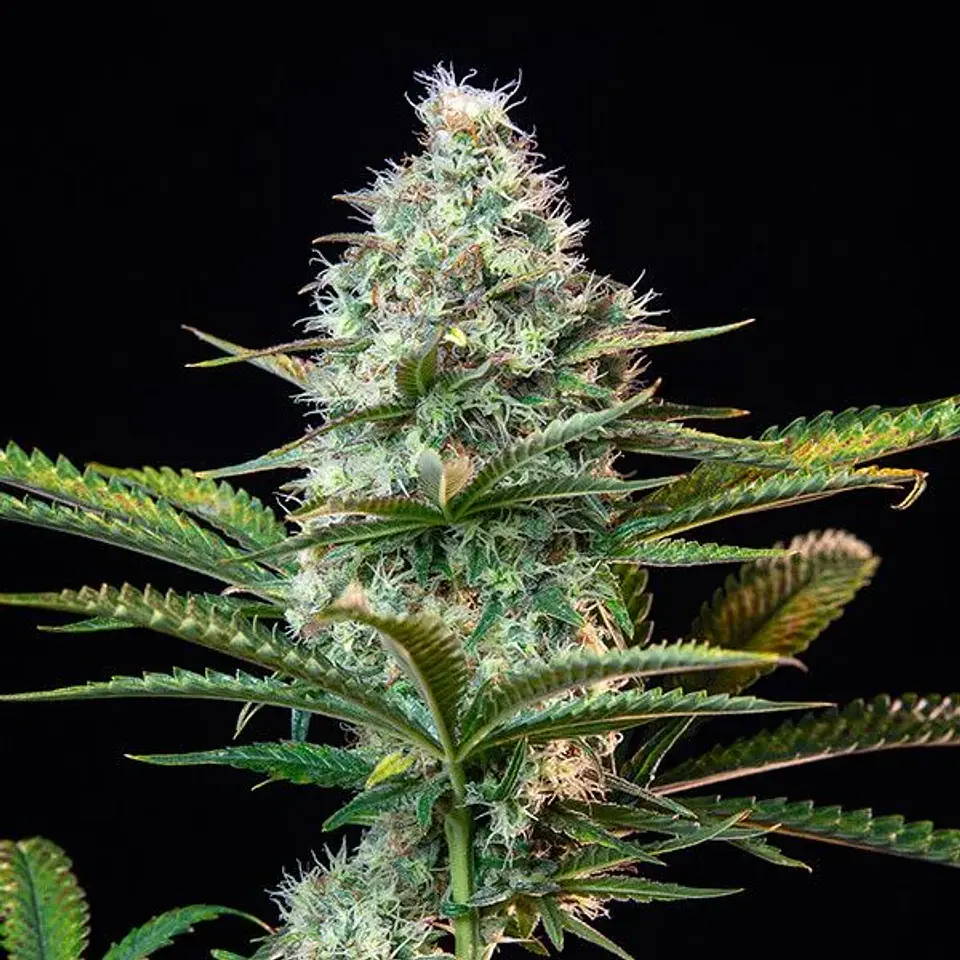 Royal Runtz Usa Premium Fem X3-Royal Queen 2