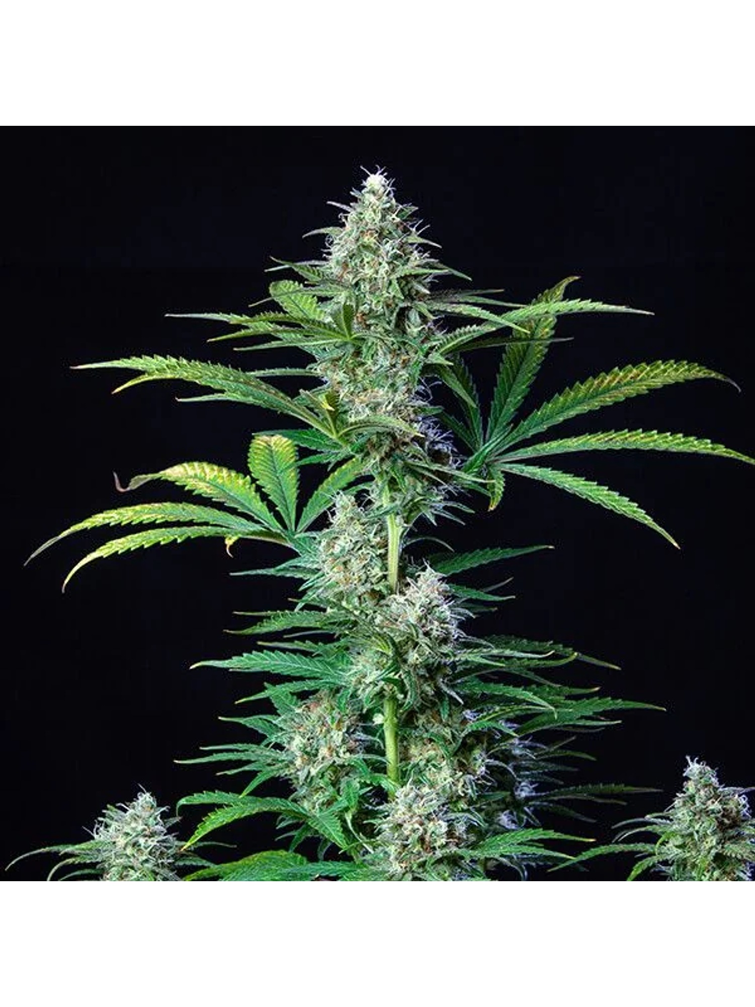 Royal Runtz Usa Premium Fem X3-Royal Queen 3