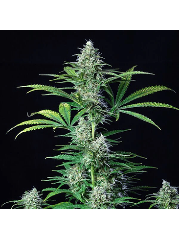 ROYAL RUNTZ USA PREMIUM FEM X3-ROYAL QUEEN 3