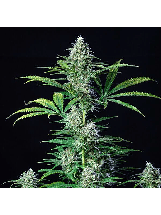 ROYAL RUNTZ USA PREMIUM FEM X3-ROYAL QUEEN 3